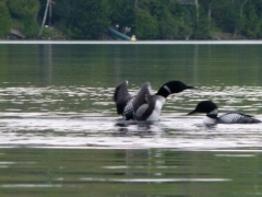 Loon dance 2014 May 26 006 by Candy Moot.JPG