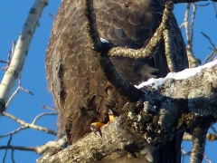 Eagle looking for lunch by Candy Moot (click to see full image.JPG