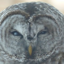 Barred Owl on Moot Nichols Railing 20150316 - 1 (Custom)