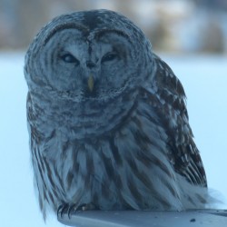 Barred Owl on Moot Nichols Railing 20150316 - 2 (Custom)