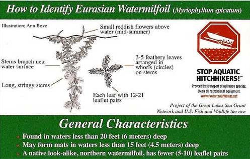 How To Identify Eurasian Watermilfoil