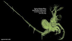 Spiny Water Flea