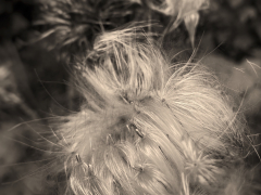 1_milkweed-silk