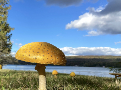 1_mushroom