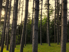 1_ollie-in-the-pines