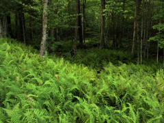 ferns