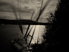 harvest-moon-reeds