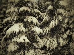 heavy-snow-on-firs