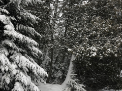 into-the-woods-snowy