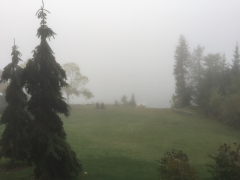 mist-moot-yard