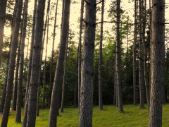 ollie-in-the-pines