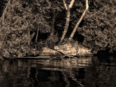 shore-woods-bw