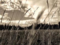 tall-grass-blows