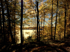 through-yellow-trees