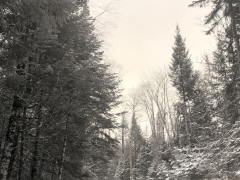 yellow-coat-in-snow