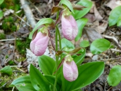 Pink Lady Slippers by Candy Moot.JPG