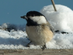 2011 Dec. 24 Chickadee by Candy Moot