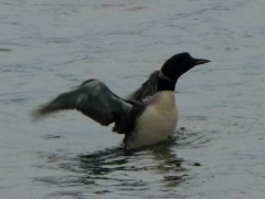 Loon Dance 2012 August 27 007 by Candy Moot.JPG