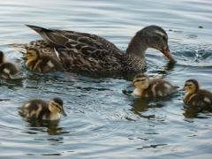 Mama Mallard and babies 2012 July 14 by Candy Moot