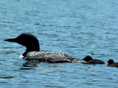 2012 June 15 Loon and Babies by Candy Moot