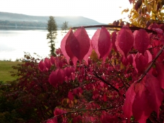 Burning Bush 2012 October 2 by Candy Moot