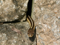 2013 August 28 Snidely Jr 003 (Custom).JPG