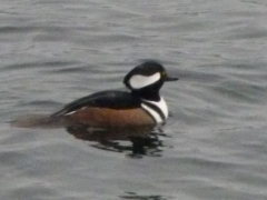 2013 November 24 hooded merganser by Candy Moot