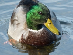 Male Mallard 2013 October 10 by Candy Moot