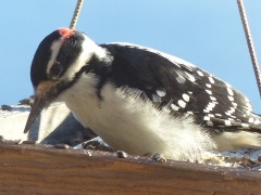 Downy Woodpecker 2014 December 2  by Candy Moot