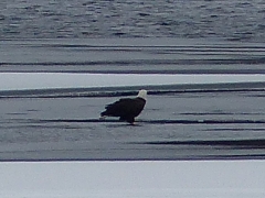Eagle Eating on the Ice - December 2014 by Candy Moot
