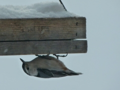 Nuthatch by Candy Moot