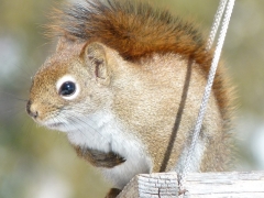Red Squirrel 2014 March 24 by Candy Moot