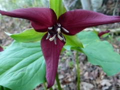Trillium 2014 May 18 by Candy Moot