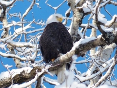 Eagle in Snow on Tree by Candy Moot