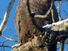 Eagle looking for lunch by Candy Moot (Custom).JPG