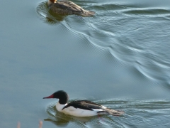 Male and Female Mergansers by Candy Moot