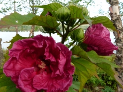 Rose of Sharon by Candy Moot