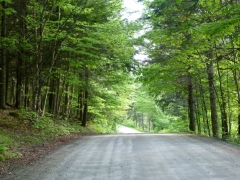 Spring Road by Candy Moot