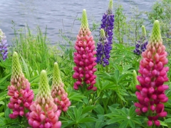 Lupine in Buffer Zone by Candy Moot