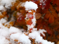 Burning Bush late fall by Candy Moot