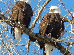 Two Eagles (Custom).jpg