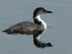 2012 November Loon in th Fall by Candy Moot (Custom).jpg