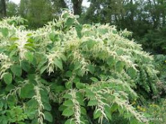 Knotweed-imagesZHGLH2SA