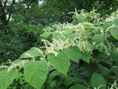 Knotweed