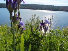 buffer zone iris by Candy Moot.JPG