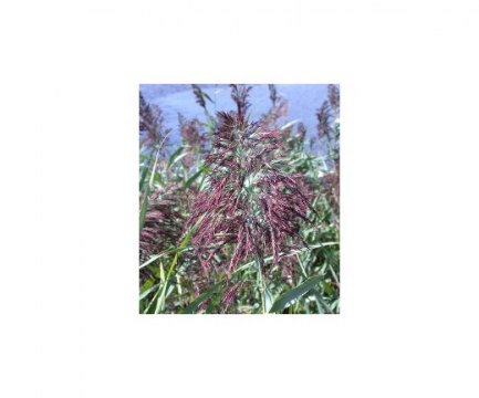 Phragmites1