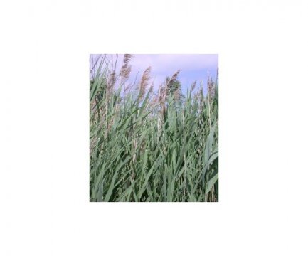 Phragmites2