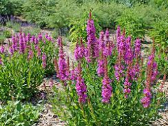 Purple-Loosestrife-Pic