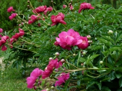 2012 June 19 011 by Candy Moot.jpg