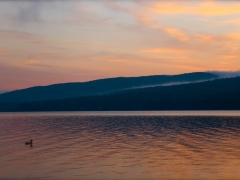 duck at dawn.JPG